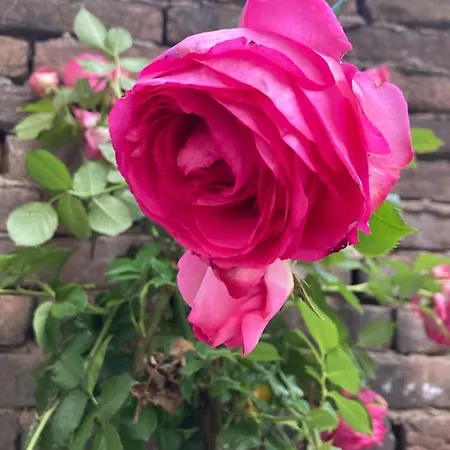 Delle Rose Guest house *
